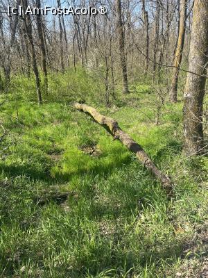 [P45] Focșani- Crângul Petrești » foto by Yersinia Pestis
 - 
<span class="allrVoted glyphicon glyphicon-heart hidden" id="av1523960"></span>
<a class="m-l-10 hidden" id="sv1523960" onclick="voting_Foto_DelVot(,1523960,7833)" role="button">șterge vot <span class="glyphicon glyphicon-remove"></span></a>
<a id="v91523960" class=" c-red"  onclick="voting_Foto_SetVot(1523960)" role="button"><span class="glyphicon glyphicon-heart-empty"></span> <b>LIKE</b> = Votează poza</a> <img class="hidden"  id="f1523960W9" src="/imagini/loader.gif" border="0" /><span class="AjErrMes hidden" id="e1523960ErM"></span>