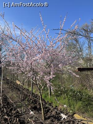 [P51] Mărășești- Și la mine-n curte a venit primăvara! » foto by Yersinia Pestis
 - 
<span class="allrVoted glyphicon glyphicon-heart hidden" id="av1523966"></span>
<a class="m-l-10 hidden" id="sv1523966" onclick="voting_Foto_DelVot(,1523966,7833)" role="button">șterge vot <span class="glyphicon glyphicon-remove"></span></a>
<a id="v91523966" class=" c-red"  onclick="voting_Foto_SetVot(1523966)" role="button"><span class="glyphicon glyphicon-heart-empty"></span> <b>LIKE</b> = Votează poza</a> <img class="hidden"  id="f1523966W9" src="/imagini/loader.gif" border="0" /><span class="AjErrMes hidden" id="e1523966ErM"></span>