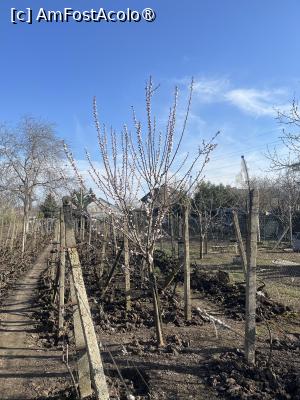 [P53] Mărășești- Și la mine-n curte a venit primăvara! » foto by Yersinia Pestis
 - 
<span class="allrVoted glyphicon glyphicon-heart hidden" id="av1523968"></span>
<a class="m-l-10 hidden" id="sv1523968" onclick="voting_Foto_DelVot(,1523968,7833)" role="button">șterge vot <span class="glyphicon glyphicon-remove"></span></a>
<a id="v91523968" class=" c-red"  onclick="voting_Foto_SetVot(1523968)" role="button"><span class="glyphicon glyphicon-heart-empty"></span> <b>LIKE</b> = Votează poza</a> <img class="hidden"  id="f1523968W9" src="/imagini/loader.gif" border="0" /><span class="AjErrMes hidden" id="e1523968ErM"></span>