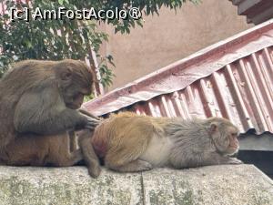 [P36] Pashupatinath » foto by Mika
 - 
<span class="allrVoted glyphicon glyphicon-heart hidden" id="av1507309"></span>
<a class="m-l-10 hidden" id="sv1507309" onclick="voting_Foto_DelVot(,1507309,7929)" role="button">șterge vot <span class="glyphicon glyphicon-remove"></span></a>
<a id="v91507309" class=" c-red"  onclick="voting_Foto_SetVot(1507309)" role="button"><span class="glyphicon glyphicon-heart-empty"></span> <b>LIKE</b> = Votează poza</a> <img class="hidden"  id="f1507309W9" src="/imagini/loader.gif" border="0" /><span class="AjErrMes hidden" id="e1507309ErM"></span>