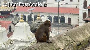 [P40] Pashupatinath » foto by Mika
 - 
<span class="allrVoted glyphicon glyphicon-heart hidden" id="av1507313"></span>
<a class="m-l-10 hidden" id="sv1507313" onclick="voting_Foto_DelVot(,1507313,7929)" role="button">șterge vot <span class="glyphicon glyphicon-remove"></span></a>
<a id="v91507313" class=" c-red"  onclick="voting_Foto_SetVot(1507313)" role="button"><span class="glyphicon glyphicon-heart-empty"></span> <b>LIKE</b> = Votează poza</a> <img class="hidden"  id="f1507313W9" src="/imagini/loader.gif" border="0" /><span class="AjErrMes hidden" id="e1507313ErM"></span>