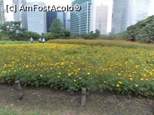 [P96] Tokyo, Grădina Hamarikyu, Câmpul cu fori de cosmos sulf galbene încântă privirea » foto by mprofeanu
 - 
<span class="allrVoted glyphicon glyphicon-heart hidden" id="av751213"></span>
<a class="m-l-10 hidden" id="sv751213" onclick="voting_Foto_DelVot(,751213,7999)" role="button">șterge vot <span class="glyphicon glyphicon-remove"></span></a>
<a id="v9751213" class=" c-red"  onclick="voting_Foto_SetVot(751213)" role="button"><span class="glyphicon glyphicon-heart-empty"></span> <b>LIKE</b> = Votează poza</a> <img class="hidden"  id="f751213W9" src="/imagini/loader.gif" border="0" /><span class="AjErrMes hidden" id="e751213ErM"></span>