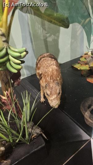 [P20] din fauna zonei » foto by robert
 - 
<span class="allrVoted glyphicon glyphicon-heart hidden" id="av1519655"></span>
<a class="m-l-10 hidden" id="sv1519655" onclick="voting_Foto_DelVot(,1519655,8109)" role="button">șterge vot <span class="glyphicon glyphicon-remove"></span></a>
<a id="v91519655" class=" c-red"  onclick="voting_Foto_SetVot(1519655)" role="button"><span class="glyphicon glyphicon-heart-empty"></span> <b>LIKE</b> = Votează poza</a> <img class="hidden"  id="f1519655W9" src="/imagini/loader.gif" border="0" /><span class="AjErrMes hidden" id="e1519655ErM"></span>