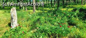[P16] Pâlc de bujori. » foto by tata123 🔱
 - 
<span class="allrVoted glyphicon glyphicon-heart hidden" id="av1483622"></span>
<a class="m-l-10 hidden" id="sv1483622" onclick="voting_Foto_DelVot(,1483622,8118)" role="button">șterge vot <span class="glyphicon glyphicon-remove"></span></a>
<a id="v91483622" class=" c-red"  onclick="voting_Foto_SetVot(1483622)" role="button"><span class="glyphicon glyphicon-heart-empty"></span> <b>LIKE</b> = Votează poza</a> <img class="hidden"  id="f1483622W9" src="/imagini/loader.gif" border="0" /><span class="AjErrMes hidden" id="e1483622ErM"></span>