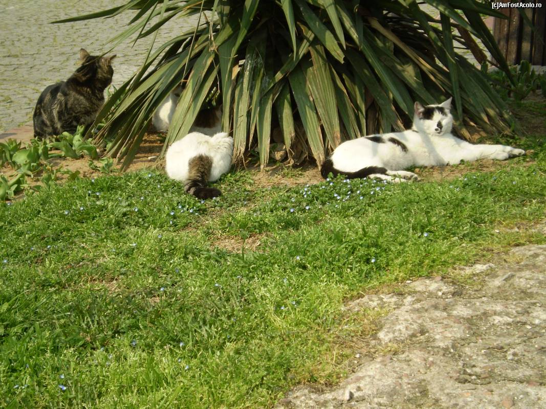 P10 [AUG-2015] In Istanbul, în zona Eminonu am întâlnit pisici fără stăpân și arătau destul de bine.
