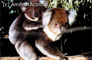 [P06] Doi pui Koala la o grădină zoologică din capitala Australiei.  » foto by glcitizen
 - 
<span class="allrVoted glyphicon glyphicon-heart hidden" id="av913757"></span>
<a class="m-l-10 hidden" id="sv913757" onclick="voting_Foto_DelVot(,913757,8165)" role="button">șterge vot <span class="glyphicon glyphicon-remove"></span></a>
<a id="v9913757" class=" c-red"  onclick="voting_Foto_SetVot(913757)" role="button"><span class="glyphicon glyphicon-heart-empty"></span> <b>LIKE</b> = Votează poza</a> <img class="hidden"  id="f913757W9" src="/imagini/loader.gif" border="0" /><span class="AjErrMes hidden" id="e913757ErM"></span>