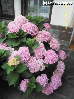[P54] Decor floristic in Fulpmes » foto by Alina53
 - 
<span class="allrVoted glyphicon glyphicon-heart hidden" id="av400108"></span>
<a class="m-l-10 hidden" id="sv400108" onclick="voting_Foto_DelVot(,400108,8323)" role="button">șterge vot <span class="glyphicon glyphicon-remove"></span></a>
<a id="v9400108" class=" c-red"  onclick="voting_Foto_SetVot(400108)" role="button"><span class="glyphicon glyphicon-heart-empty"></span> <b>LIKE</b> = Votează poza</a> <img class="hidden"  id="f400108W9" src="/imagini/loader.gif" border="0" /><span class="AjErrMes hidden" id="e400108ErM"></span>