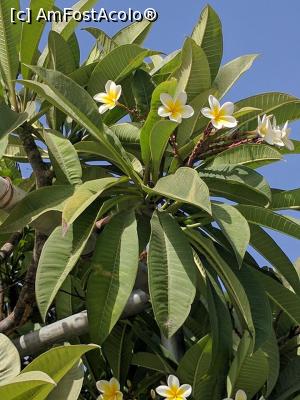 [P29] Plumeria, ador florile acestea!  » foto by silvi1991
 - 
<span class="allrVoted glyphicon glyphicon-heart hidden" id="av820020"></span>
<a class="m-l-10 hidden" id="sv820020" onclick="voting_Foto_DelVot(,820020,8430)" role="button">șterge vot <span class="glyphicon glyphicon-remove"></span></a>
<a id="v9820020" class=" c-red"  onclick="voting_Foto_SetVot(820020)" role="button"><span class="glyphicon glyphicon-heart-empty"></span> <b>LIKE</b> = Votează poza</a> <img class="hidden"  id="f820020W9" src="/imagini/loader.gif" border="0" /><span class="AjErrMes hidden" id="e820020ErM"></span>