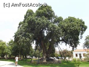 P11 [JUN-2016] Copac secular 'bine-susţinut' în curtea bisericii Panagia Angeloktisti