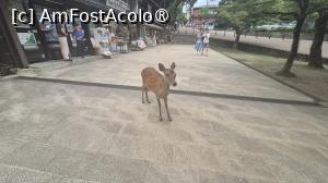 [P04] Nara Koen, Parcul Nara, se intinde pe o suprafata de 502 hectare iar gazdele acestuia sunt cele peste 1500 de capriori si caprioare, cerbi si ciute care umbla libere si ,,saluta” turistii. Caprioarele Narei sunt considerate mesagerii zeilor, fiind protejate si declarate comori nationale. » foto by geani anto
 - 
<span class="allrVoted glyphicon glyphicon-heart hidden" id="av1458139"></span>
<a class="m-l-10 hidden" id="sv1458139" onclick="voting_Foto_DelVot(,1458139,8565)" role="button">șterge vot <span class="glyphicon glyphicon-remove"></span></a>
<a id="v91458139" class=" c-red"  onclick="voting_Foto_SetVot(1458139)" role="button"><span class="glyphicon glyphicon-heart-empty"></span> <b>LIKE</b> = Votează poza</a> <img class="hidden"  id="f1458139W9" src="/imagini/loader.gif" border="0" /><span class="AjErrMes hidden" id="e1458139ErM"></span>