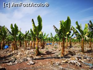 P18 [MAY-2021] Plantație de bananieri în vestul Ciprului