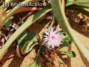 P21 [MAY-2021] Flori de nisip