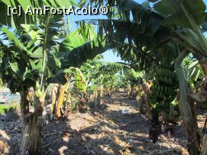 P02 [JUN-2016] O plantație de banani pe drumul către Polis. 