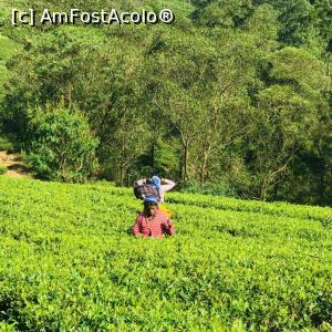 P08 [NOV-2018] Plantatie ceai - Sri Lanka