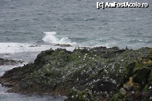 P09 [SEP-2015] Snaefallnes peninsula mal stancol si colonii de pasari