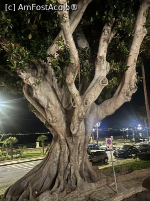 [P13] Reggio Calabria-Lungomare Falcomata, unul dintre ficușii imenși » foto by Yersinia Pestis
 - 
<span class="allrVoted glyphicon glyphicon-heart hidden" id="av1514857"></span>
<a class="m-l-10 hidden" id="sv1514857" onclick="voting_Foto_DelVot(,1514857,8924)" role="button">șterge vot <span class="glyphicon glyphicon-remove"></span></a>
<a id="v91514857" class=" c-red"  onclick="voting_Foto_SetVot(1514857)" role="button"><span class="glyphicon glyphicon-heart-empty"></span> <b>LIKE</b> = Votează poza</a> <img class="hidden"  id="f1514857W9" src="/imagini/loader.gif" border="0" /><span class="AjErrMes hidden" id="e1514857ErM"></span>