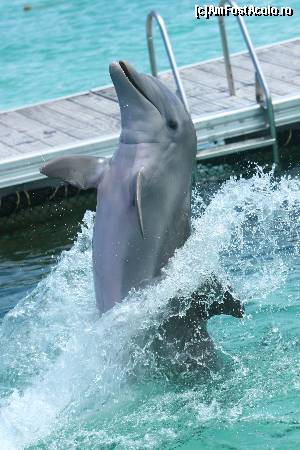 P14 [JUN-2015] Unul dintre delfinii de pe Dolphins Island