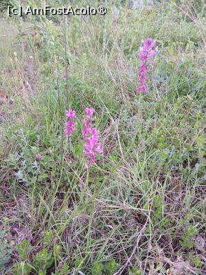 [P08] Flora frumoasă » foto by FrancescaClara
 - 
<span class="allrVoted glyphicon glyphicon-heart hidden" id="av1536201"></span>
<a class="m-l-10 hidden" id="sv1536201" onclick="voting_Foto_DelVot(,1536201,9711)" role="button">șterge vot <span class="glyphicon glyphicon-remove"></span></a>
<a id="v91536201" class=" c-red"  onclick="voting_Foto_SetVot(1536201)" role="button"><span class="glyphicon glyphicon-heart-empty"></span> <b>LIKE</b> = Votează poza</a> <img class="hidden"  id="f1536201W9" src="/imagini/loader.gif" border="0" /><span class="AjErrMes hidden" id="e1536201ErM"></span>