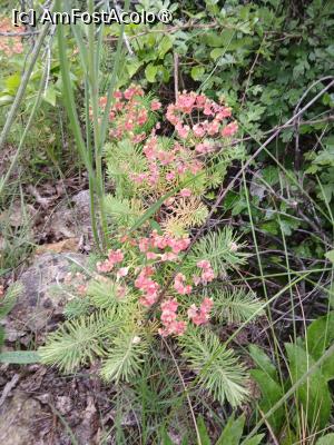 [P09] Plante de la deal » foto by FrancescaClara
 - 
<span class="allrVoted glyphicon glyphicon-heart hidden" id="av1536202"></span>
<a class="m-l-10 hidden" id="sv1536202" onclick="voting_Foto_DelVot(,1536202,9711)" role="button">șterge vot <span class="glyphicon glyphicon-remove"></span></a>
<a id="v91536202" class=" c-red"  onclick="voting_Foto_SetVot(1536202)" role="button"><span class="glyphicon glyphicon-heart-empty"></span> <b>LIKE</b> = Votează poza</a> <img class="hidden"  id="f1536202W9" src="/imagini/loader.gif" border="0" /><span class="AjErrMes hidden" id="e1536202ErM"></span>