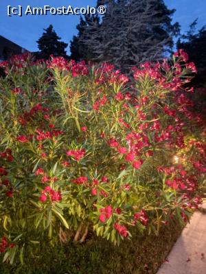 [P08] Frumos leandru din grădina hotelului » foto by mnn
 - 
<span class="allrVoted glyphicon glyphicon-heart hidden" id="av1494363"></span>
<a class="m-l-10 hidden" id="sv1494363" onclick="voting_Foto_DelVot(,1494363,9820)" role="button">șterge vot <span class="glyphicon glyphicon-remove"></span></a>
<a id="v91494363" class=" c-red"  onclick="voting_Foto_SetVot(1494363)" role="button"><span class="glyphicon glyphicon-heart-empty"></span> <b>LIKE</b> = Votează poza</a> <img class="hidden"  id="f1494363W9" src="/imagini/loader.gif" border="0" /><span class="AjErrMes hidden" id="e1494363ErM"></span>