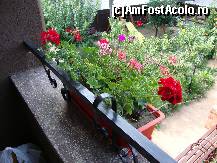 [P13] Am avut jardiniere cu flori la balcon (un lucru frumos, am considerat noi)! » foto by Floryn81
 - 
<span class="allrVoted glyphicon glyphicon-heart hidden" id="av312524"></span>
<a class="m-l-10 hidden" id="sv312524" onclick="voting_Foto_DelVot(,312524,10049)" role="button">șterge vot <span class="glyphicon glyphicon-remove"></span></a>
<a id="v9312524" class=" c-red"  onclick="voting_Foto_SetVot(312524)" role="button"><span class="glyphicon glyphicon-heart-empty"></span> <b>LIKE</b> = Votează poza</a> <img class="hidden"  id="f312524W9" src="/imagini/loader.gif" border="0" /><span class="AjErrMes hidden" id="e312524ErM"></span>