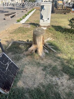 [P06] Și parte din arborele adus acolo » foto by Yersinia Pestis
 - 
<span class="allrVoted glyphicon glyphicon-heart hidden" id="av1542341"></span>
<a class="m-l-10 hidden" id="sv1542341" onclick="voting_Foto_DelVot(,1542341,10053)" role="button">șterge vot <span class="glyphicon glyphicon-remove"></span></a>
<a id="v91542341" class=" c-red"  onclick="voting_Foto_SetVot(1542341)" role="button"><span class="glyphicon glyphicon-heart-empty"></span> <b>LIKE</b> = Votează poza</a> <img class="hidden"  id="f1542341W9" src="/imagini/loader.gif" border="0" /><span class="AjErrMes hidden" id="e1542341ErM"></span>
