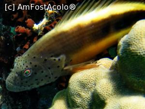 [P27] Freckled hawkfish » foto by basaku
 - 
<span class="allrVoted glyphicon glyphicon-heart hidden" id="av1035039"></span>
<a class="m-l-10 hidden" id="sv1035039" onclick="voting_Foto_DelVot(,1035039,10183)" role="button">șterge vot <span class="glyphicon glyphicon-remove"></span></a>
<a id="v91035039" class=" c-red"  onclick="voting_Foto_SetVot(1035039)" role="button"><span class="glyphicon glyphicon-heart-empty"></span> <b>LIKE</b> = Votează poza</a> <img class="hidden"  id="f1035039W9" src="/imagini/loader.gif" border="0" /><span class="AjErrMes hidden" id="e1035039ErM"></span>