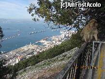 P32 [NOV-2011] de sus de pe stanca gibraltar, privind spre oras, alaturi de locatarii permanenti, maimutele.