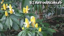 [P18] Foarte interesante floricelele astea. Nu stiu ce erau. » foto by TraianS
 - 
<span class="allrVoted glyphicon glyphicon-heart hidden" id="av222842"></span>
<a class="m-l-10 hidden" id="sv222842" onclick="voting_Foto_DelVot(,222842,10282)" role="button">șterge vot <span class="glyphicon glyphicon-remove"></span></a>
<a id="v9222842" class=" c-red"  onclick="voting_Foto_SetVot(222842)" role="button"><span class="glyphicon glyphicon-heart-empty"></span> <b>LIKE</b> = Votează poza</a> <img class="hidden"  id="f222842W9" src="/imagini/loader.gif" border="0" /><span class="AjErrMes hidden" id="e222842ErM"></span>