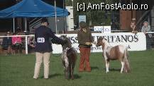 [P243] The Royal Horse Show, Windsor Castle » foto by TraianS
 - 
<span class="allrVoted glyphicon glyphicon-heart hidden" id="av239219"></span>
<a class="m-l-10 hidden" id="sv239219" onclick="voting_Foto_DelVot(,239219,10282)" role="button">șterge vot <span class="glyphicon glyphicon-remove"></span></a>
<a id="v9239219" class=" c-red"  onclick="voting_Foto_SetVot(239219)" role="button"><span class="glyphicon glyphicon-heart-empty"></span> <b>LIKE</b> = Votează poza</a> <img class="hidden"  id="f239219W9" src="/imagini/loader.gif" border="0" /><span class="AjErrMes hidden" id="e239219ErM"></span>