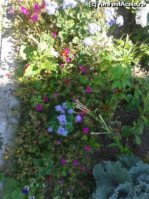 P08 [JUL-2014] Flori in curtea schitului