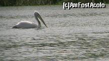 [P01] Pelican mandru » foto by Nyfi
 - 
<span class="allrVoted glyphicon glyphicon-heart hidden" id="av267846"></span>
<a class="m-l-10 hidden" id="sv267846" onclick="voting_Foto_DelVot(,267846,10435)" role="button">șterge vot <span class="glyphicon glyphicon-remove"></span></a>
<a id="v9267846" class=" c-red"  onclick="voting_Foto_SetVot(267846)" role="button"><span class="glyphicon glyphicon-heart-empty"></span> <b>LIKE</b> = Votează poza</a> <img class="hidden"  id="f267846W9" src="/imagini/loader.gif" border="0" /><span class="AjErrMes hidden" id="e267846ErM"></span>