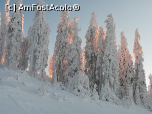 P14 [DEC-2019] Soarele printre brazii plini cu zăpadă de lângă cabană