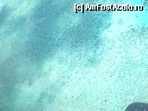 P04 [JAN-2011] recif de corali din elicopter