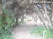 P04 [DEC-2010] drumul care duce printre arbori la farul Cape Otway