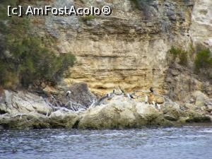 [P37] Western Australia – păsări de pe râul Swan: lebede negre, cufundaci negri cu pieptul alb; și pescăruși, desigur pescăruși de toate felurile » foto by gigiiuti
 - 
<span class="allrVoted glyphicon glyphicon-heart hidden" id="av969330"></span>
<a class="m-l-10 hidden" id="sv969330" onclick="voting_Foto_DelVot(,969330,10590)" role="button">șterge vot <span class="glyphicon glyphicon-remove"></span></a>
<a id="v9969330" class=" c-red"  onclick="voting_Foto_SetVot(969330)" role="button"><span class="glyphicon glyphicon-heart-empty"></span> <b>LIKE</b> = Votează poza</a> <img class="hidden"  id="f969330W9" src="/imagini/loader.gif" border="0" /><span class="AjErrMes hidden" id="e969330ErM"></span>