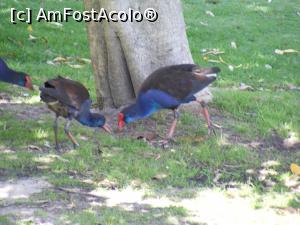 [P58] Western Australia - Swamp Waterhen = găinușe de mlaștină în Parcul Național Yanchep » foto by gigiiuti
 - 
<span class="allrVoted glyphicon glyphicon-heart hidden" id="av969360"></span>
<a class="m-l-10 hidden" id="sv969360" onclick="voting_Foto_DelVot(,969360,10590)" role="button">șterge vot <span class="glyphicon glyphicon-remove"></span></a>
<a id="v9969360" class=" c-red"  onclick="voting_Foto_SetVot(969360)" role="button"><span class="glyphicon glyphicon-heart-empty"></span> <b>LIKE</b> = Votează poza</a> <img class="hidden"  id="f969360W9" src="/imagini/loader.gif" border="0" /><span class="AjErrMes hidden" id="e969360ErM"></span>