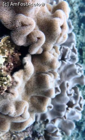 P09 [MAY-2023] Bariera de corali
