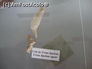 [P62] Colț de Ursus Speleus - una dintre fosilele expuse la muzeul din Gheorgheni.  » foto by Floryn81
 - 
<span class="allrVoted glyphicon glyphicon-heart hidden" id="av807421"></span>
<a class="m-l-10 hidden" id="sv807421" onclick="voting_Foto_DelVot(,807421,10623)" role="button">șterge vot <span class="glyphicon glyphicon-remove"></span></a>
<a id="v9807421" class=" c-red"  onclick="voting_Foto_SetVot(807421)" role="button"><span class="glyphicon glyphicon-heart-empty"></span> <b>LIKE</b> = Votează poza</a> <img class="hidden"  id="f807421W9" src="/imagini/loader.gif" border="0" /><span class="AjErrMes hidden" id="e807421ErM"></span>