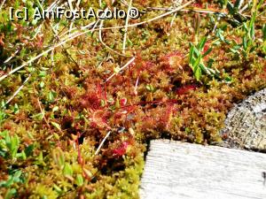 [P18] Fotografie de album cu planta carnivoră Roua Cerului (Drosera rotundifolia)  » foto by Lucien
 - 
<span class="allrVoted glyphicon glyphicon-heart hidden" id="av803183"></span>
<a class="m-l-10 hidden" id="sv803183" onclick="voting_Foto_DelVot(,803183,10680)" role="button">șterge vot <span class="glyphicon glyphicon-remove"></span></a>
<a id="v9803183" class=" c-red"  onclick="voting_Foto_SetVot(803183)" role="button"><span class="glyphicon glyphicon-heart-empty"></span> <b>LIKE</b> = Votează poza</a> <img class="hidden"  id="f803183W9" src="/imagini/loader.gif" border="0" /><span class="AjErrMes hidden" id="e803183ErM"></span>