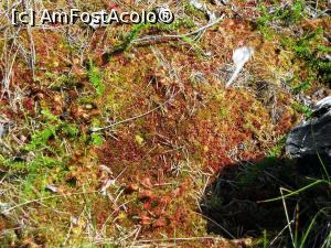 [P29] Covor cu nebunele (verzi) și cu planta carnivoră Roua Cerului (drosera rotundifolia). În partea central-jos a imaginii apar câteva exemplare din cealaltă specie specide de Drosera, cu frunze alungite, capabilă să prindă insecte ceva mai mari » foto by Lucien
 - 
<span class="allrVoted glyphicon glyphicon-heart hidden" id="av803194"></span>
<a class="m-l-10 hidden" id="sv803194" onclick="voting_Foto_DelVot(,803194,10680)" role="button">șterge vot <span class="glyphicon glyphicon-remove"></span></a>
<a id="v9803194" class=" c-red"  onclick="voting_Foto_SetVot(803194)" role="button"><span class="glyphicon glyphicon-heart-empty"></span> <b>LIKE</b> = Votează poza</a> <img class="hidden"  id="f803194W9" src="/imagini/loader.gif" border="0" /><span class="AjErrMes hidden" id="e803194ErM"></span>