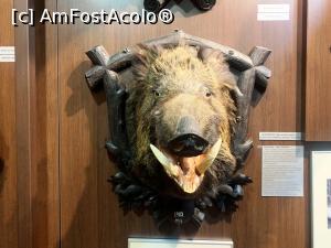 [P25] Trofee de mistreț » foto by AZE
 - 
<span class="allrVoted glyphicon glyphicon-heart hidden" id="av1355976"></span>
<a class="m-l-10 hidden" id="sv1355976" onclick="voting_Foto_DelVot(,1355976,10746)" role="button">șterge vot <span class="glyphicon glyphicon-remove"></span></a>
<a id="v91355976" class=" c-red"  onclick="voting_Foto_SetVot(1355976)" role="button"><span class="glyphicon glyphicon-heart-empty"></span> <b>LIKE</b> = Votează poza</a> <img class="hidden"  id="f1355976W9" src="/imagini/loader.gif" border="0" /><span class="AjErrMes hidden" id="e1355976ErM"></span>
