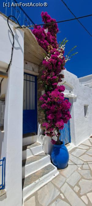 [P20] Bougainvillea de Isternia » foto by irinad
 - 
<span class="allrVoted glyphicon glyphicon-heart hidden" id="av1461864"></span>
<a class="m-l-10 hidden" id="sv1461864" onclick="voting_Foto_DelVot(,1461864,10936)" role="button">șterge vot <span class="glyphicon glyphicon-remove"></span></a>
<a id="v91461864" class=" c-red"  onclick="voting_Foto_SetVot(1461864)" role="button"><span class="glyphicon glyphicon-heart-empty"></span> <b>LIKE</b> = Votează poza</a> <img class="hidden"  id="f1461864W9" src="/imagini/loader.gif" border="0" /><span class="AjErrMes hidden" id="e1461864ErM"></span>