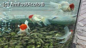 [P12] Coridorul Pestilor Aurii, o galerie cu pestisori aurii vibranti, cu unele rase unice precum Ochiul de Dragon si Coada de Fluture Panda, fiecare cu aspect distinct si captivant. » foto by geani anto
 - 
<span class="allrVoted glyphicon glyphicon-heart hidden" id="av1509525"></span>
<a class="m-l-10 hidden" id="sv1509525" onclick="voting_Foto_DelVot(,1509525,11037)" role="button">șterge vot <span class="glyphicon glyphicon-remove"></span></a>
<a id="v91509525" class=" c-red"  onclick="voting_Foto_SetVot(1509525)" role="button"><span class="glyphicon glyphicon-heart-empty"></span> <b>LIKE</b> = Votează poza</a> <img class="hidden"  id="f1509525W9" src="/imagini/loader.gif" border="0" /><span class="AjErrMes hidden" id="e1509525ErM"></span>