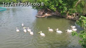 [P15] „Lacul lebedelor”, cu palcuri naturale de stuf si copaci care ofera umbra pelicanilor, gastelor, lebedelor negre, starcilor de noapte și altor păsări, atrage multe pasari care cuibaresc. » foto by geani anto
 - 
<span class="allrVoted glyphicon glyphicon-heart hidden" id="av1509528"></span>
<a class="m-l-10 hidden" id="sv1509528" onclick="voting_Foto_DelVot(,1509528,11037)" role="button">șterge vot <span class="glyphicon glyphicon-remove"></span></a>
<a id="v91509528" class=" c-red"  onclick="voting_Foto_SetVot(1509528)" role="button"><span class="glyphicon glyphicon-heart-empty"></span> <b>LIKE</b> = Votează poza</a> <img class="hidden"  id="f1509528W9" src="/imagini/loader.gif" border="0" /><span class="AjErrMes hidden" id="e1509528ErM"></span>
