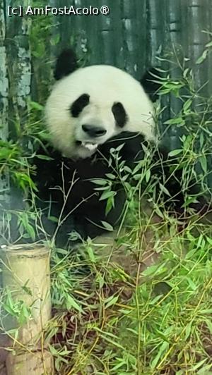 [P32] Zona cu panda uriasa are forma de evantai, cu o parte interioara si un loc de joaca exterior. La ora vizitei noastre, ursii serveau masa in interior, stand in fund, cu crengutele de bambus pe burta, pozitie pe care o  vedeam in imagini si in filme documentare la TV. Locul de joaca este acoperit cu copaci, diverse tipuri de bambus pentru a le oferi suficienta hrana, peluze, munti artificiali, piscine, astfel incat ursii se pot distra, ducand o viata lipsita de griji. » foto by geani anto
 - 
<span class="allrVoted glyphicon glyphicon-heart hidden" id="av1509545"></span>
<a class="m-l-10 hidden" id="sv1509545" onclick="voting_Foto_DelVot(,1509545,11037)" role="button">șterge vot <span class="glyphicon glyphicon-remove"></span></a>
<a id="v91509545" class=" c-red"  onclick="voting_Foto_SetVot(1509545)" role="button"><span class="glyphicon glyphicon-heart-empty"></span> <b>LIKE</b> = Votează poza</a> <img class="hidden"  id="f1509545W9" src="/imagini/loader.gif" border="0" /><span class="AjErrMes hidden" id="e1509545ErM"></span>