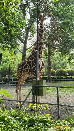 [P40] Girafele, aceste creaturi gratioase, traiesc in jur de 25 de ani in salbaticie, dar, din cauza conditiilor periculoase, ajung la maturitate mai putin de 50% dintre exemplarele nascute. In captivitate girafele traiesc mai mult, putand sa ajunga si la varsta de 40 de ani. » foto by geani anto
 - 
<span class="allrVoted glyphicon glyphicon-heart hidden" id="av1509553"></span>
<a class="m-l-10 hidden" id="sv1509553" onclick="voting_Foto_DelVot(,1509553,11037)" role="button">șterge vot <span class="glyphicon glyphicon-remove"></span></a>
<a id="v91509553" class=" c-red"  onclick="voting_Foto_SetVot(1509553)" role="button"><span class="glyphicon glyphicon-heart-empty"></span> <b>LIKE</b> = Votează poza</a> <img class="hidden"  id="f1509553W9" src="/imagini/loader.gif" border="0" /><span class="AjErrMes hidden" id="e1509553ErM"></span>