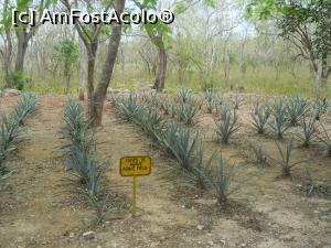 [P20] campo di agave » foto by MoniQ69
 - 
<span class="allrVoted glyphicon glyphicon-heart hidden" id="av757623"></span>
<a class="m-l-10 hidden" id="sv757623" onclick="voting_Foto_DelVot(,757623,11225)" role="button">șterge vot <span class="glyphicon glyphicon-remove"></span></a>
<a id="v9757623" class=" c-red"  onclick="voting_Foto_SetVot(757623)" role="button"><span class="glyphicon glyphicon-heart-empty"></span> <b>LIKE</b> = Votează poza</a> <img class="hidden"  id="f757623W9" src="/imagini/loader.gif" border="0" /><span class="AjErrMes hidden" id="e757623ErM"></span>