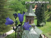 P04 [AUG-2011] Manastirea Prislop , ea insasi o floare si un clopotel