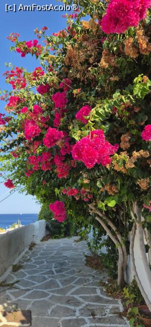 [P65] Bougainvillea din Merichas » foto by irinad
 - 
<span class="allrVoted glyphicon glyphicon-heart hidden" id="av1547602"></span>
<a class="m-l-10 hidden" id="sv1547602" onclick="voting_Foto_DelVot(,1547602,11293)" role="button">șterge vot <span class="glyphicon glyphicon-remove"></span></a>
<a id="v91547602" class=" c-red"  onclick="voting_Foto_SetVot(1547602)" role="button"><span class="glyphicon glyphicon-heart-empty"></span> <b>LIKE</b> = Votează poza</a> <img class="hidden"  id="f1547602W9" src="/imagini/loader.gif" border="0" /><span class="AjErrMes hidden" id="e1547602ErM"></span>